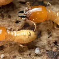 Termites close up