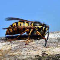 yellow-jacket
