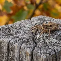 spider on a post