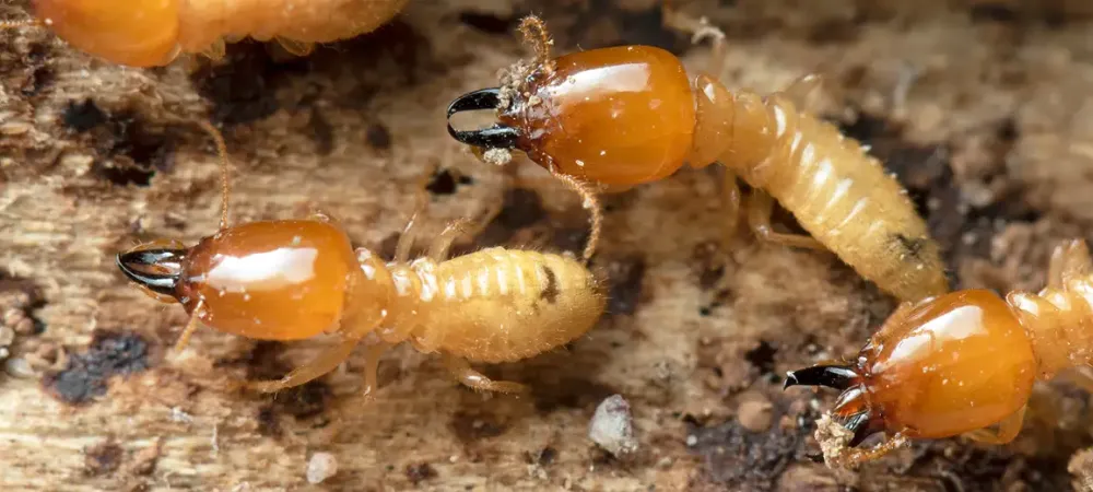 Termites close up